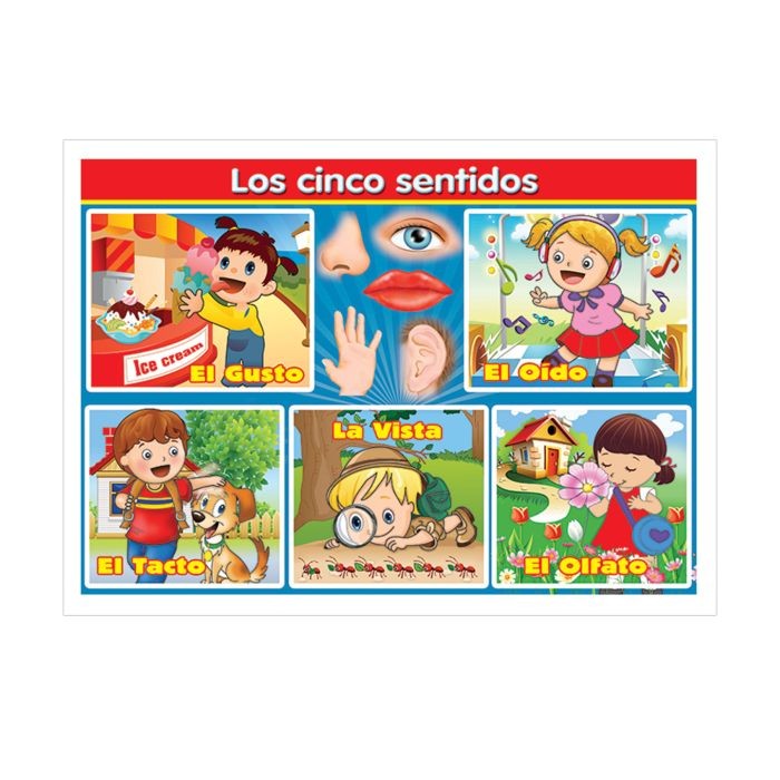POSTER DID. 70X50CM. CINCO SENTIDOS GRANM. PZA